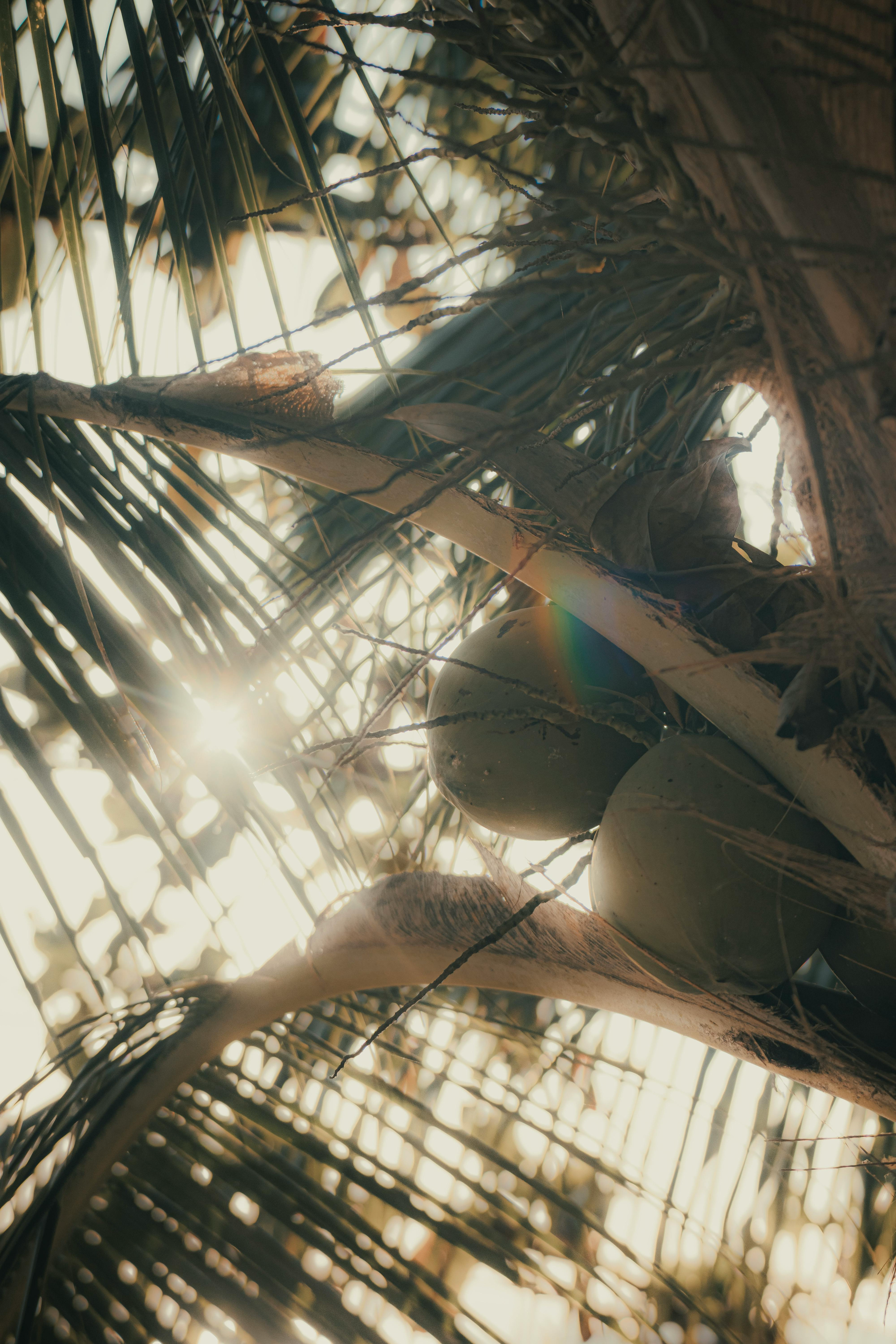 Tropical palms
