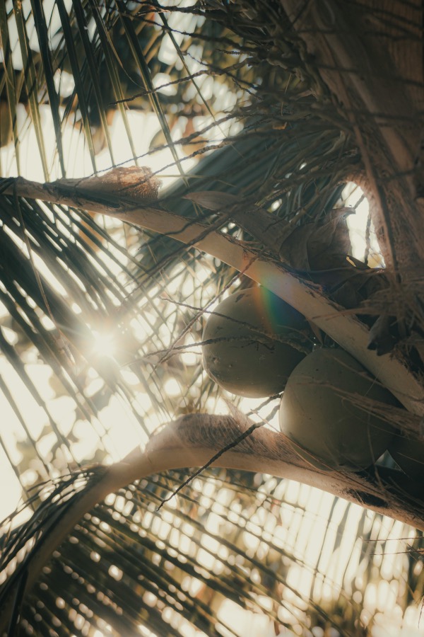 Palm trees