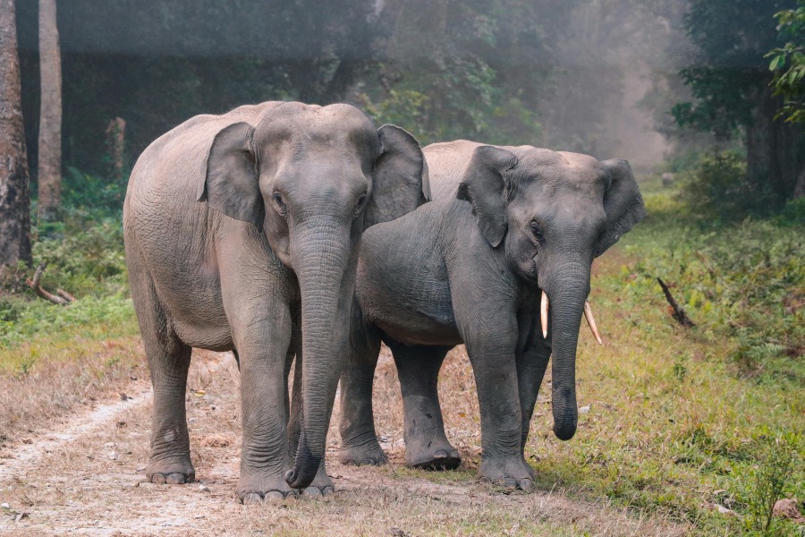 Elephant Sanctuary