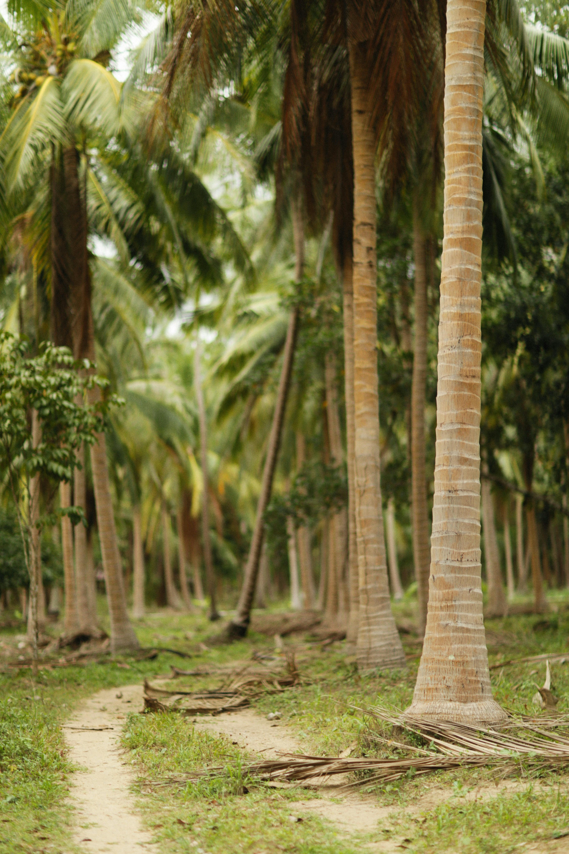 Coconut palm grove